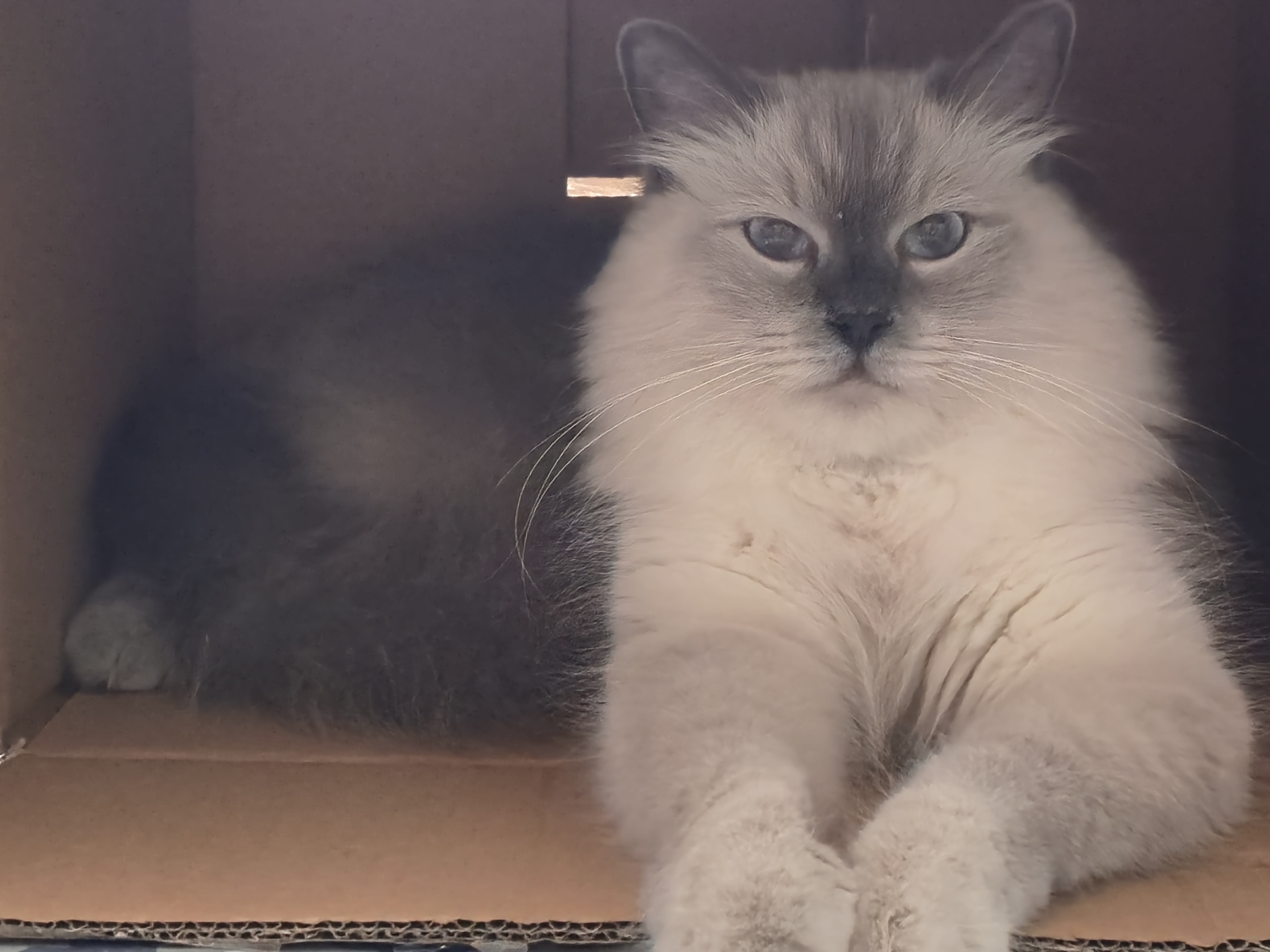 Kedilerin Hoşlanmadığı 10 Şey ve Nedenleri